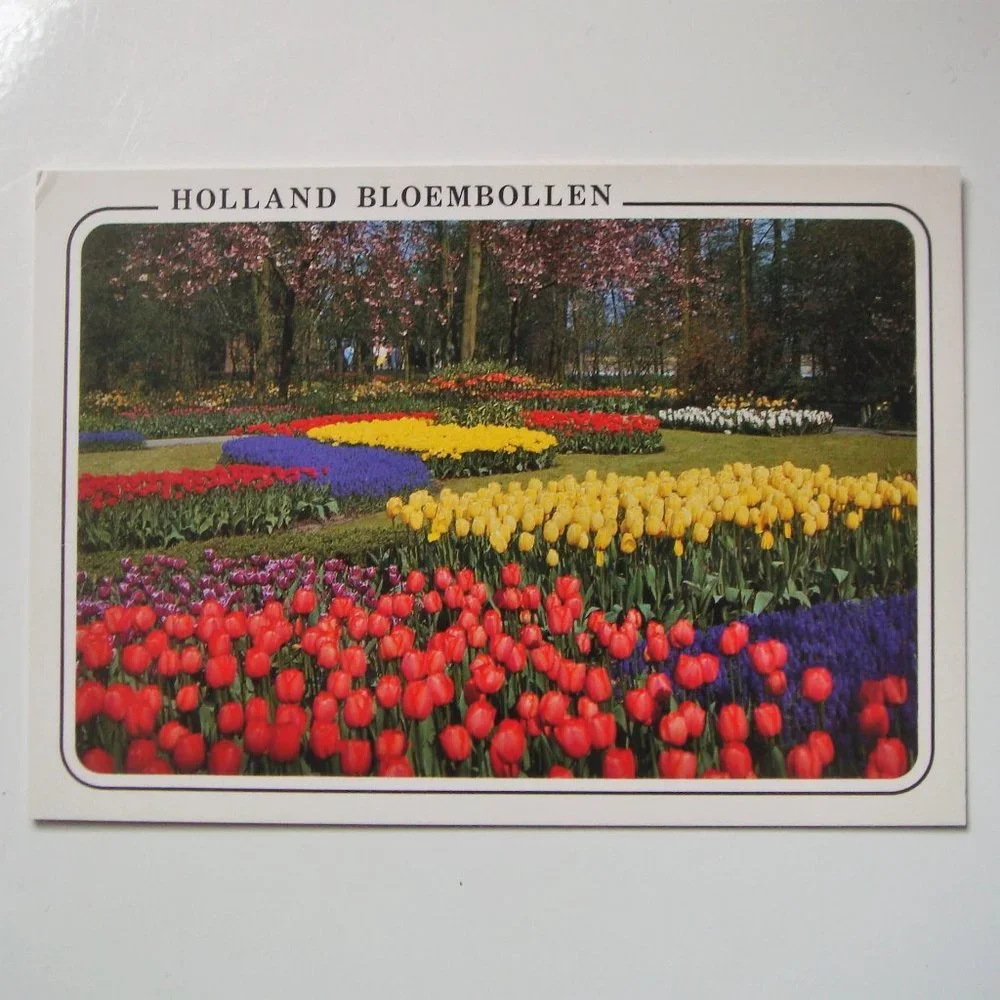 Vintage Set of 6 Dutch Tulips Souvenir Postcards